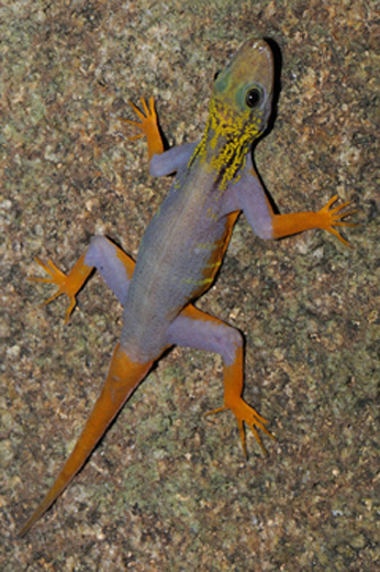 Psychedelic gecko, Cnemaspis psychedelica: A new psychedelic gecko species was recently discovered on Hon Khoai Island, Ca Mau Province, Ngoc Hien District, 18 km off the southern tip of the Ca Mu Peninsula in southern Vietnam. The species is unique in that it displays a remarkable psychedelic pattern of bright orange appendages; a dense, yellow neck overlying thick, black, lines; and a blue-gray body bearing yellow bars on its bright-orange sides. Cnemaspis psychedelica is known only from the tiny (roughly 8 km2) Hon Khoai Island. The island reaches approximately 320m at its highest point, with thick forest cover sloping gently down to a mangrove-lined coast. Scattered across the lowlands of the island are small to massive boulders that provide the habitat for Cnemaspis psychedelica. Photograph by and © L. Lee Grismer.